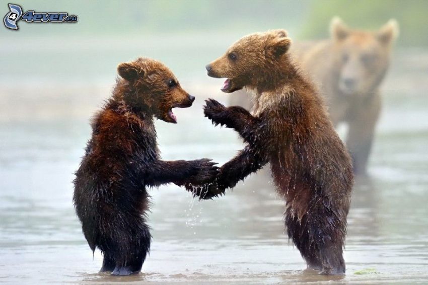 brown bears, cubs