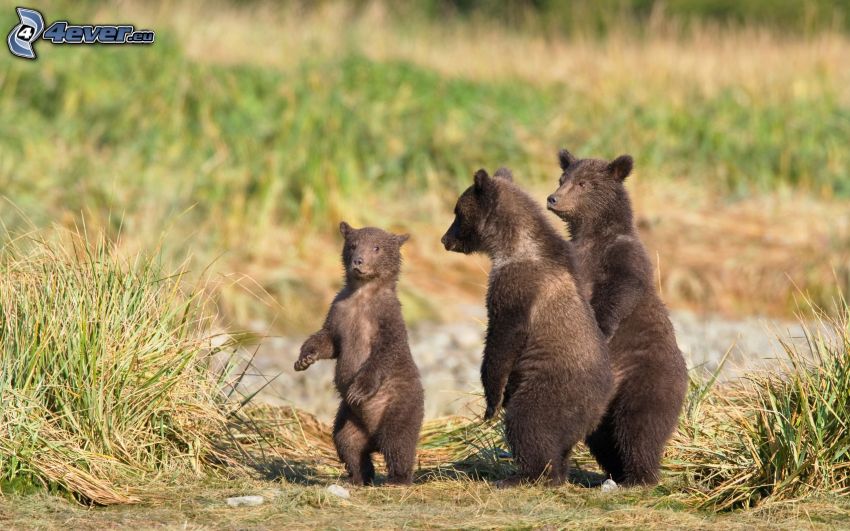 brown bears, cubs