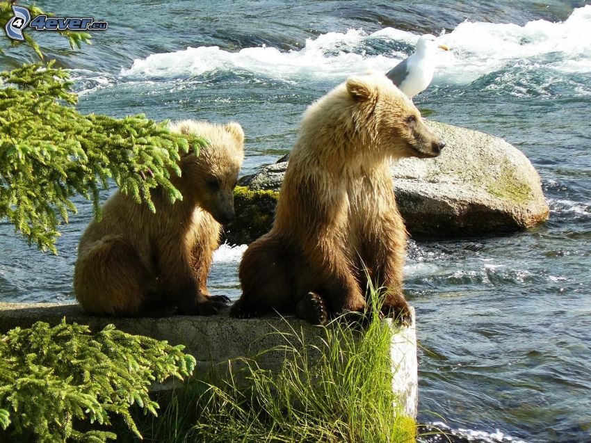 brown bears, grizzly bear, River, water, seagull