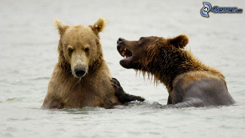 brown bears, water