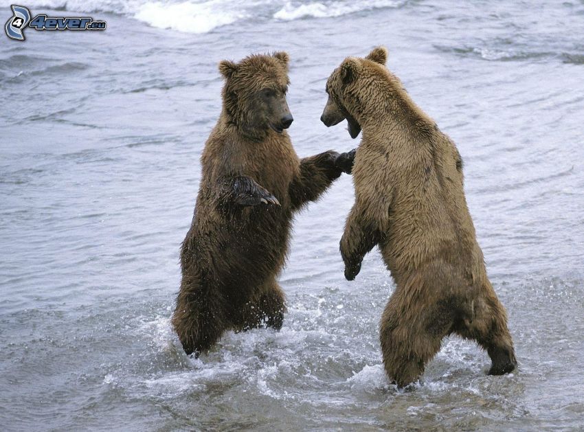 brown bears, water