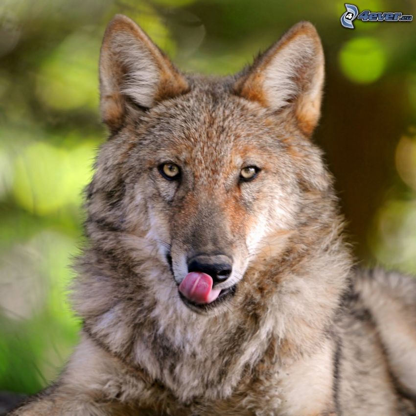 brown wolf, snout, tongue
