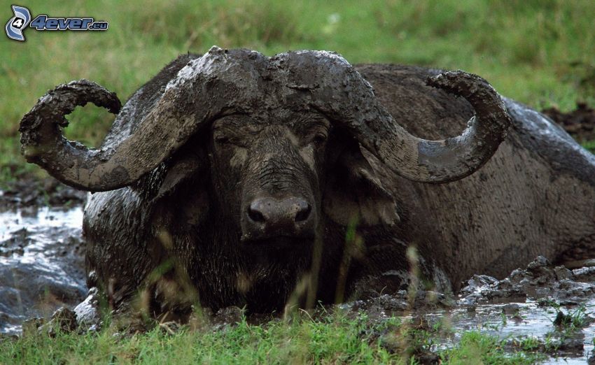 buffalo, mud