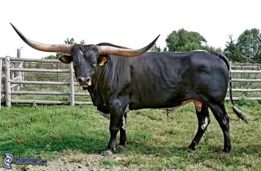 bull, fence