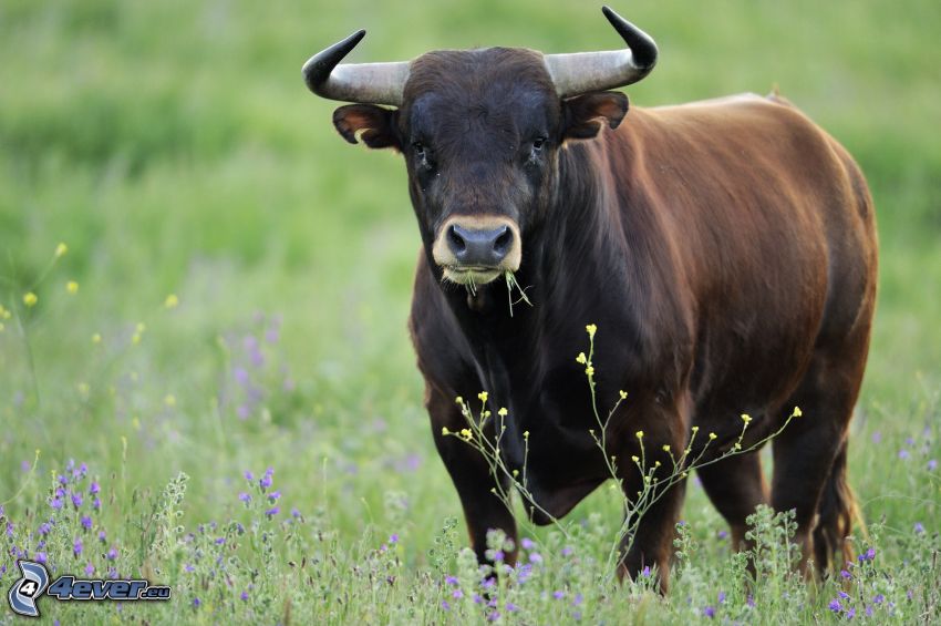 bull, grass