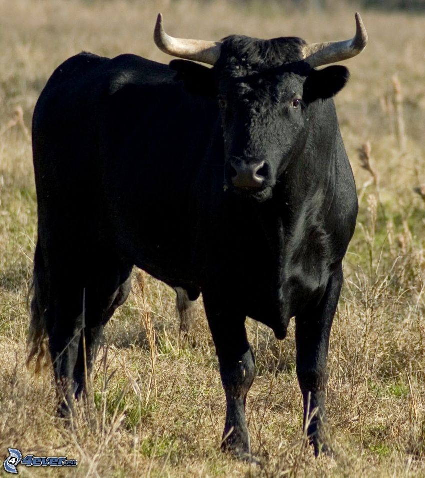 bull