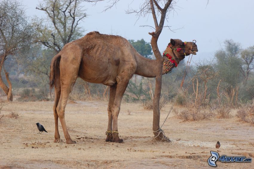 camel, dry trees