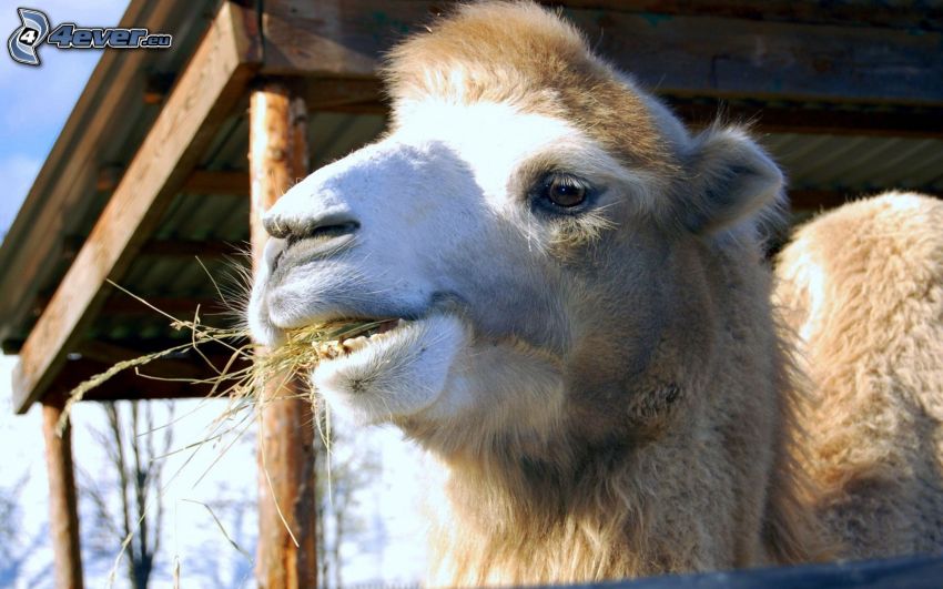 camel, hay