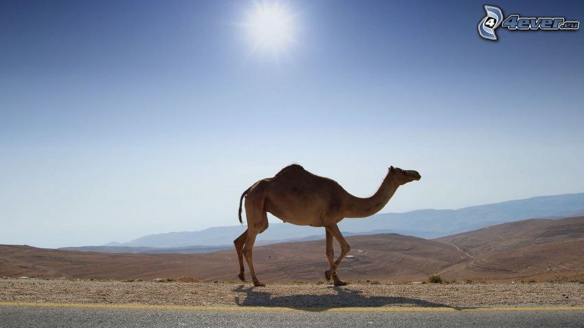 camel, sun, view of the landscape