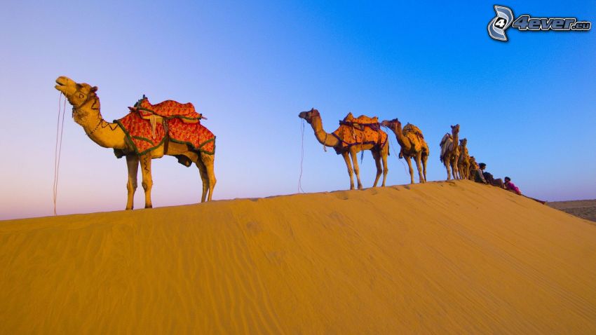 camels, desert