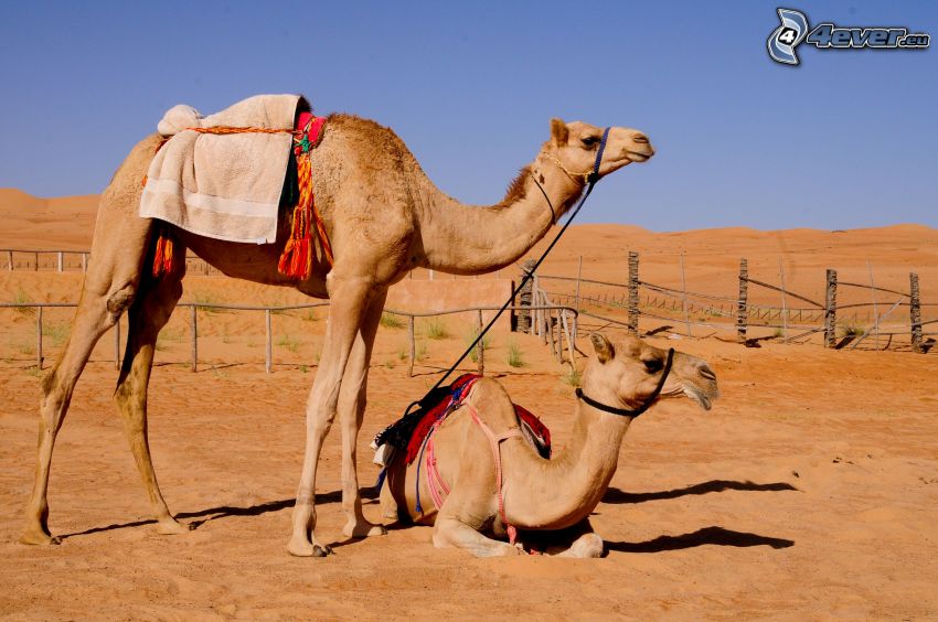 camels, fence, desert