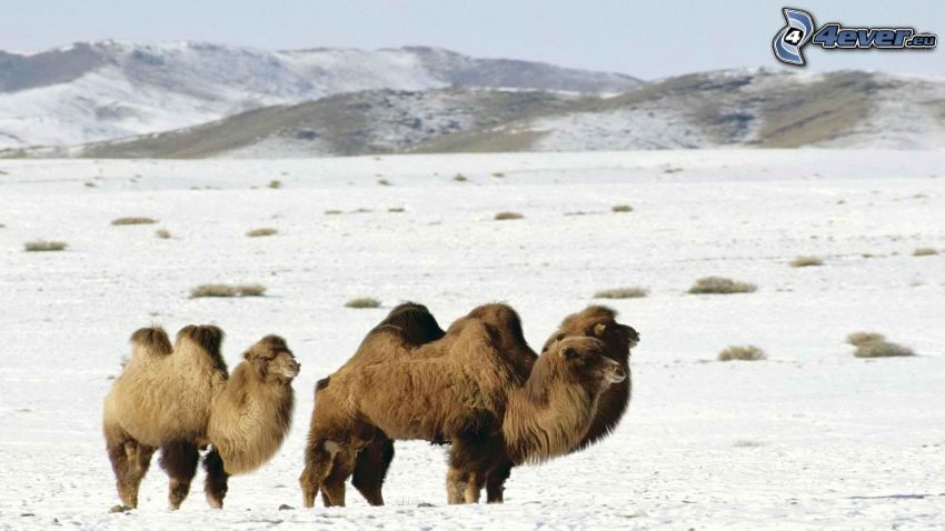 camels, mountain