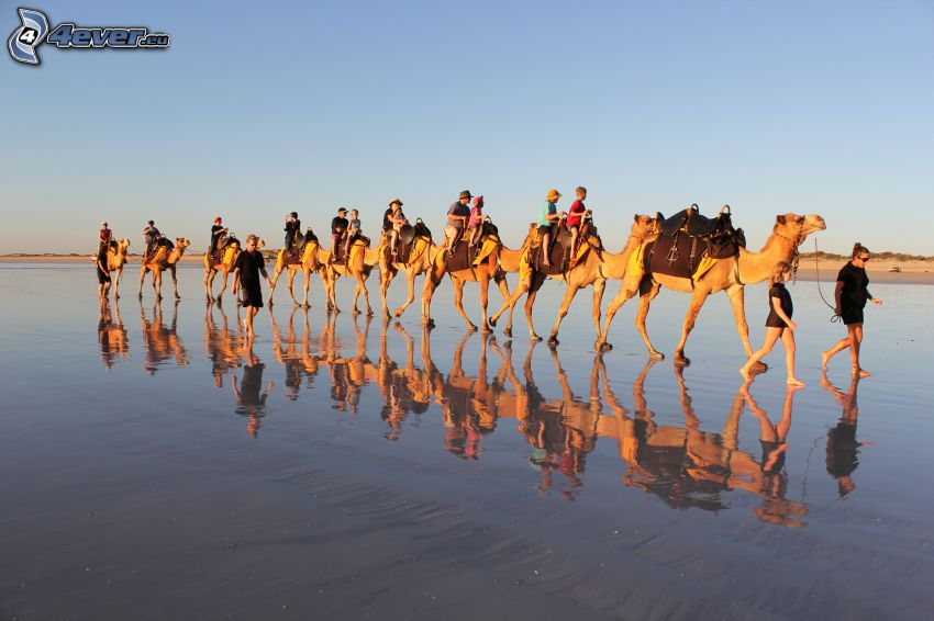 camels, tourists, reflection