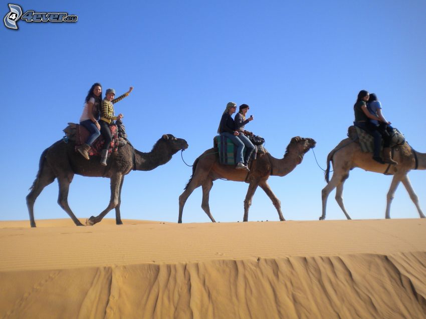 camels, tourists, sand