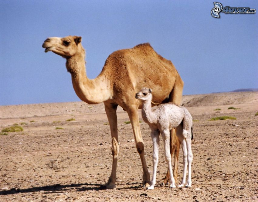 camels, young camel