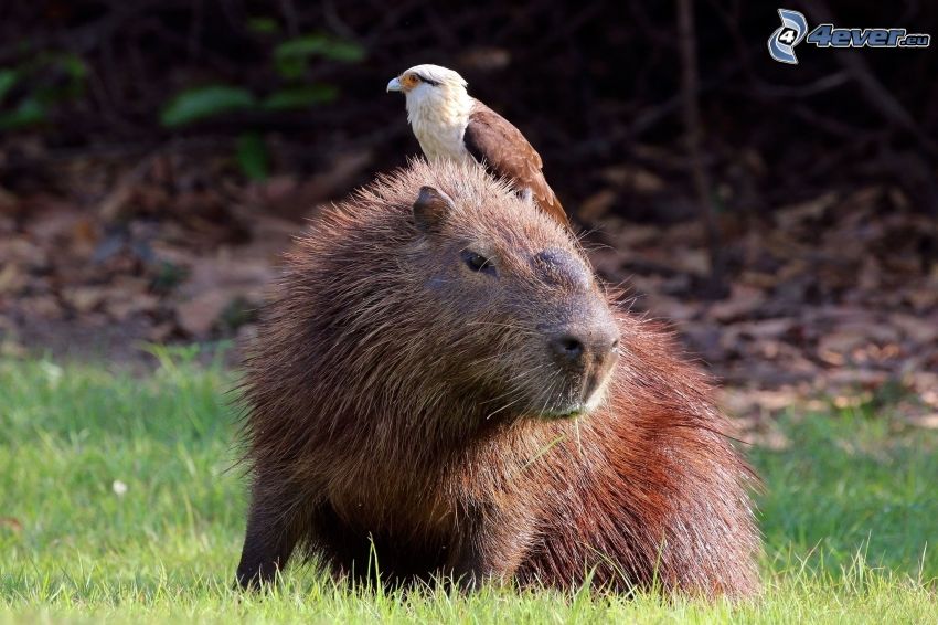 capybara, bird