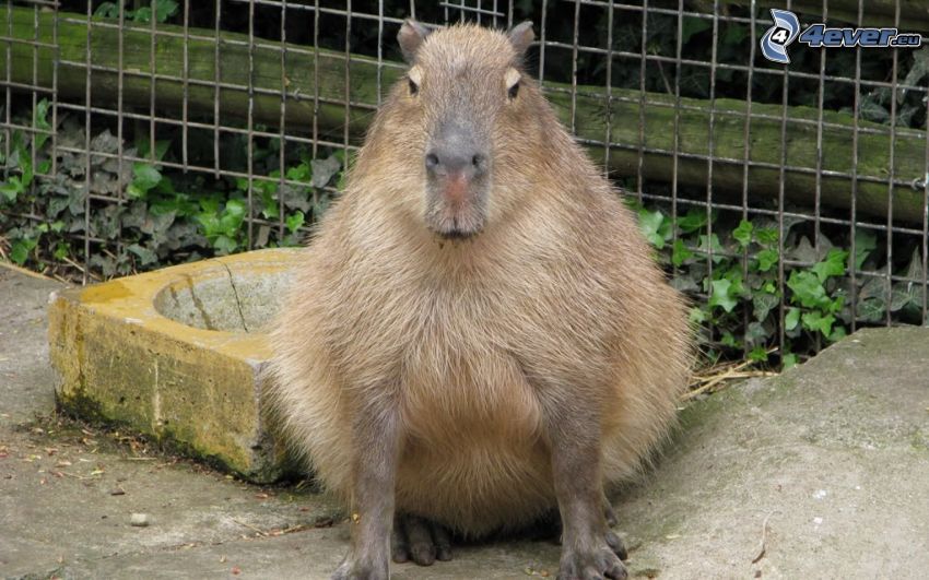 capybara, fence