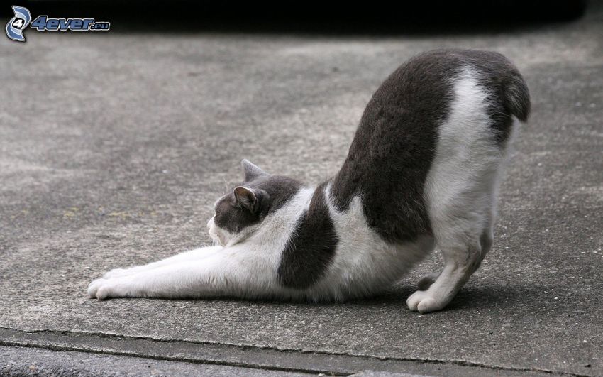 cat stretches