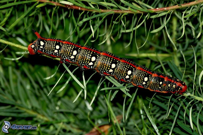 caterpillar, conifer twig
