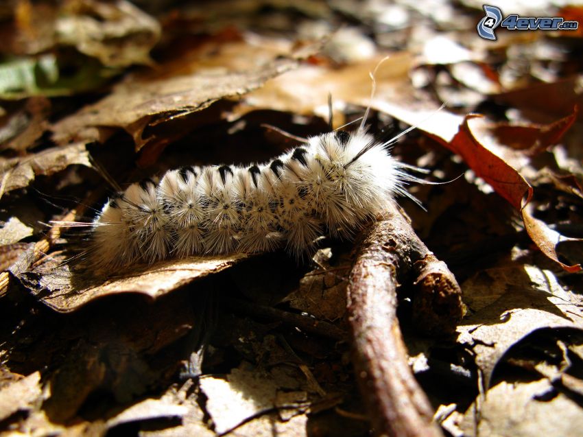 caterpillar, fallen leaves