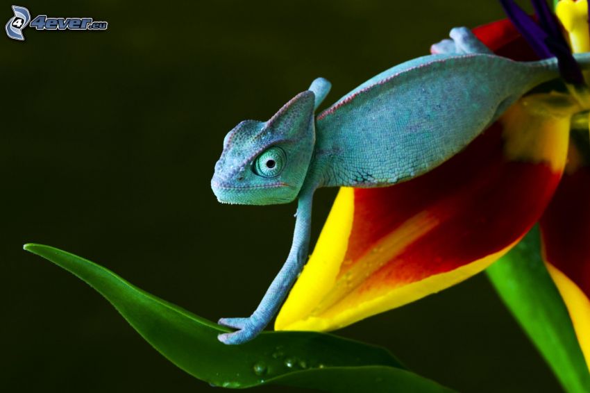 chameleon, flower