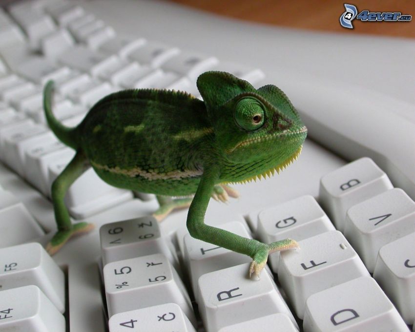 chameleon, keyboard, letters