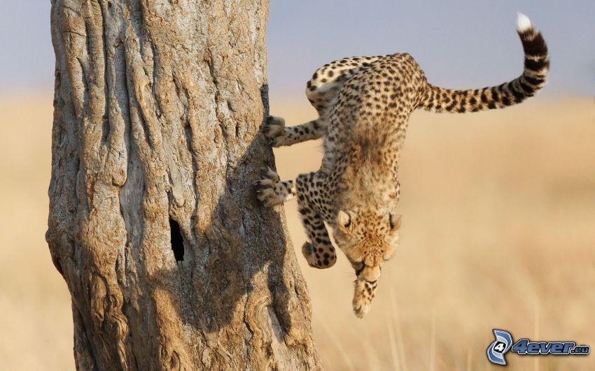 cheetah, branch