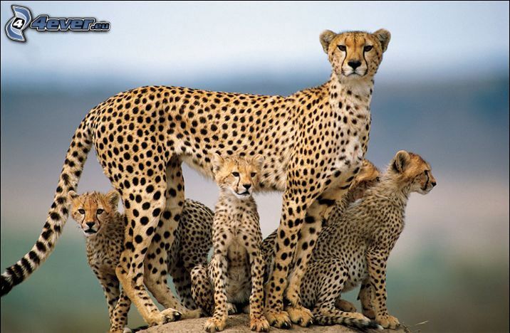 cheetah, cubs