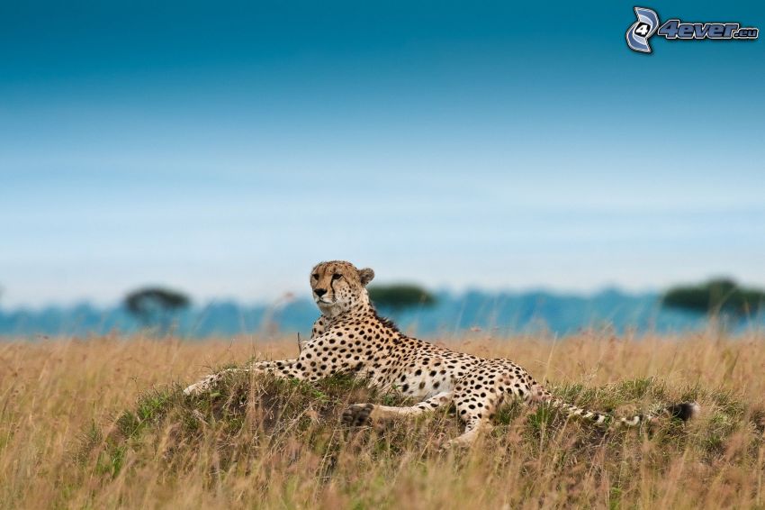 cheetah, dry grass