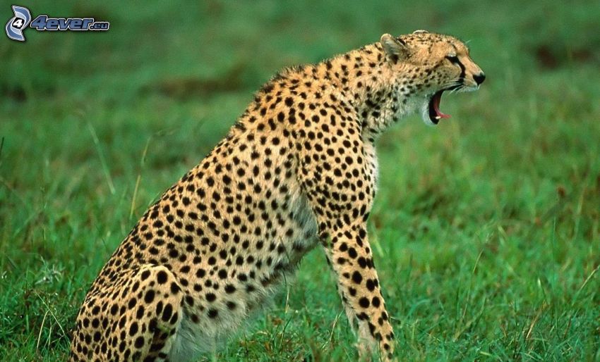 cheetah, grass
