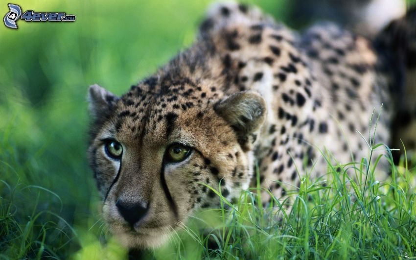 cheetah, hunting, grass
