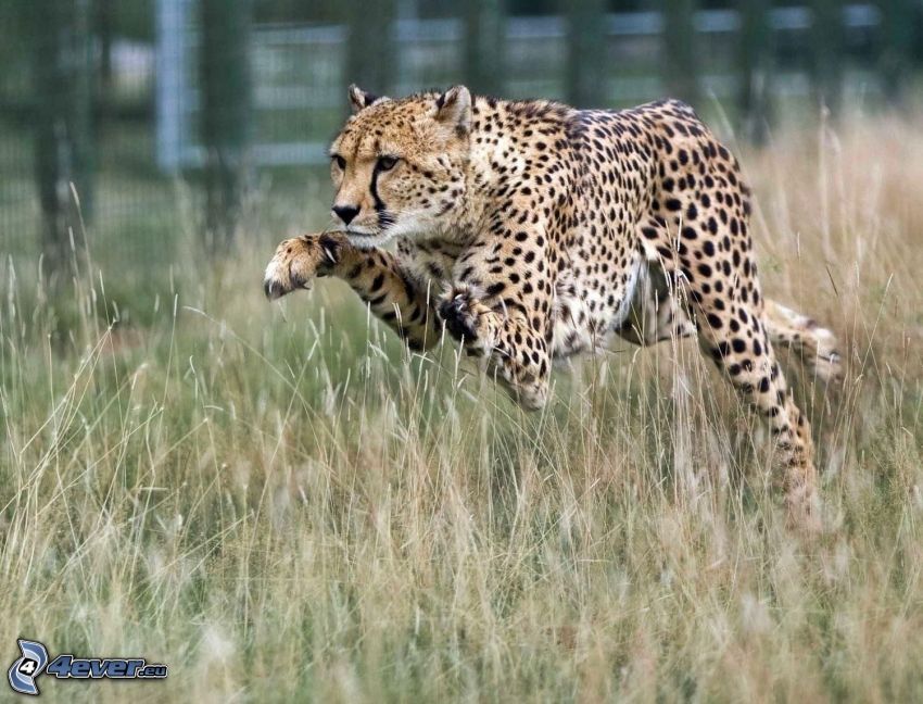 cheetah, jump