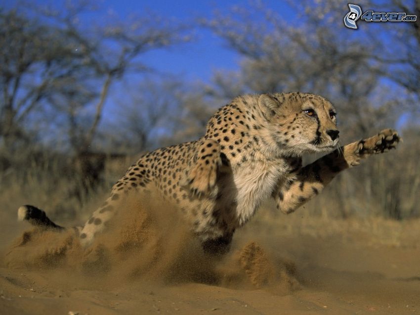 cheetah, running, sand