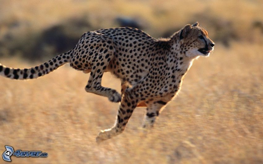 cheetah, running