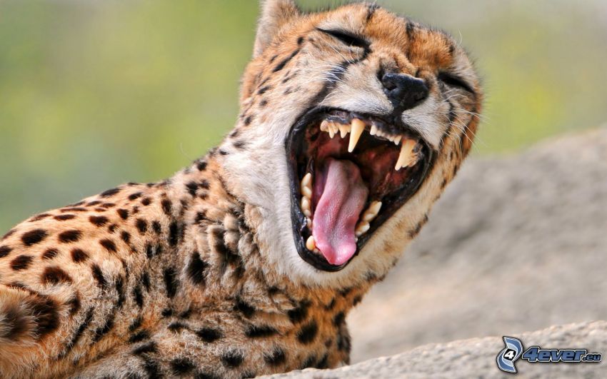 cheetah, scream
