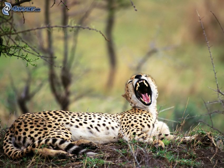 cheetah, scream