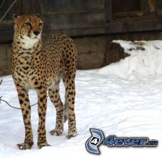 cheetah, snow