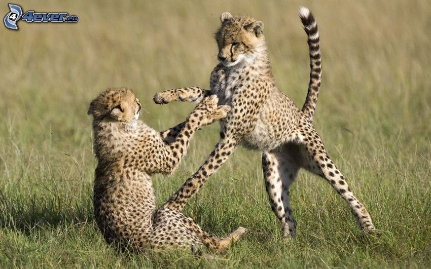 cheetahs, cubs