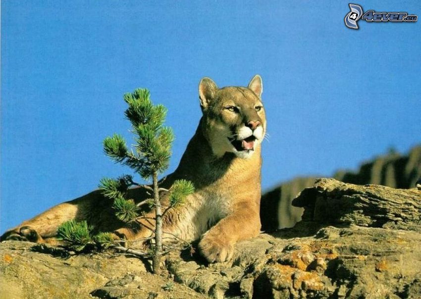 cougar, animals, nature, wilderness, freedom