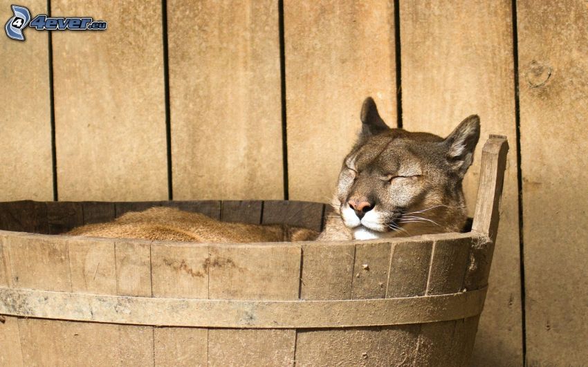 cougar, barrel, rest