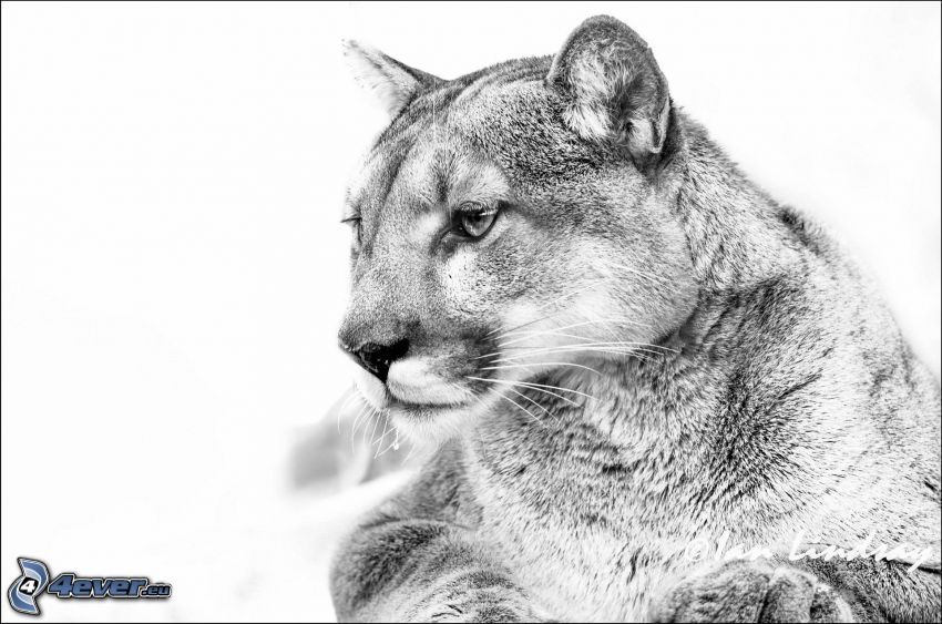 cougar, black and white photo