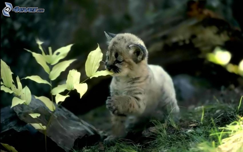 cougar, cub, plant