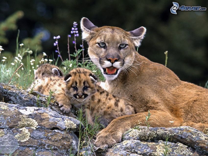 cougar, cubs