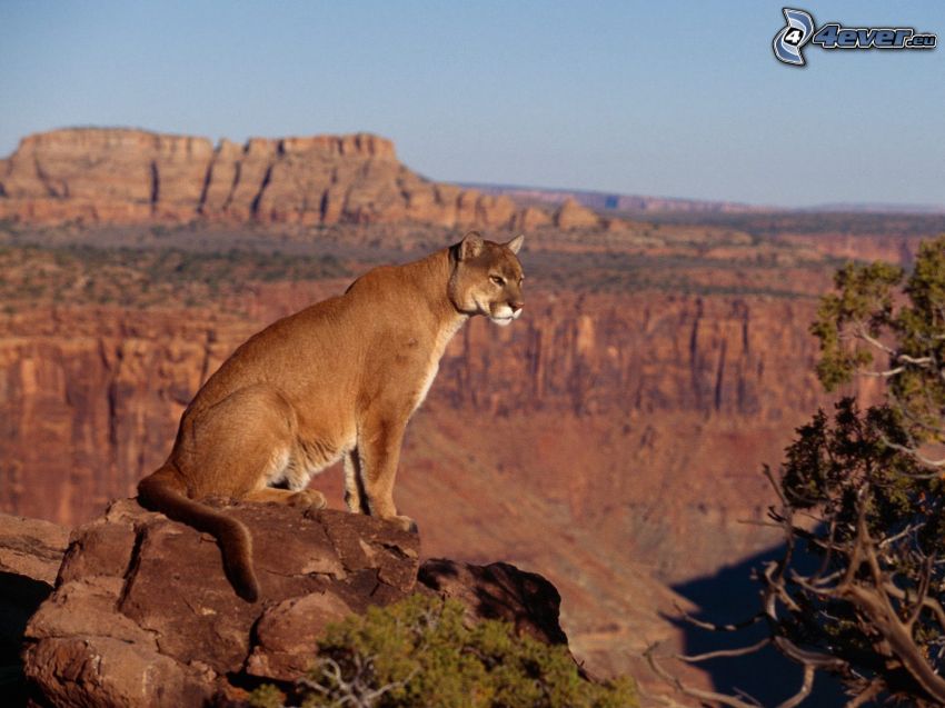cougar, Grand Canyon