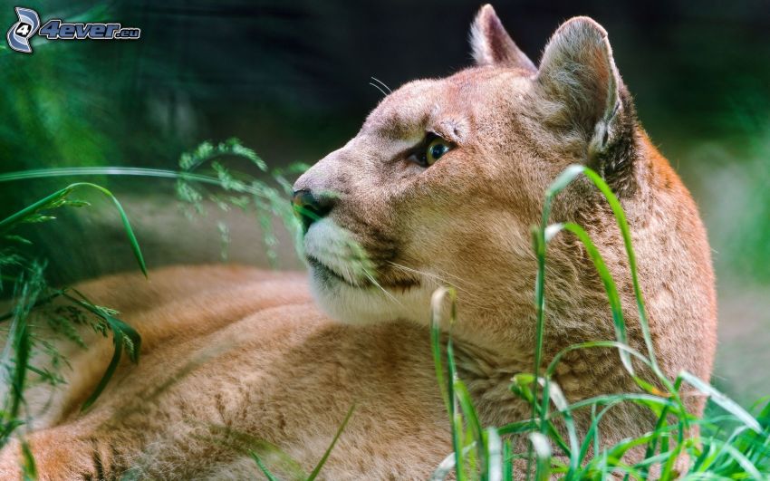 cougar, grass