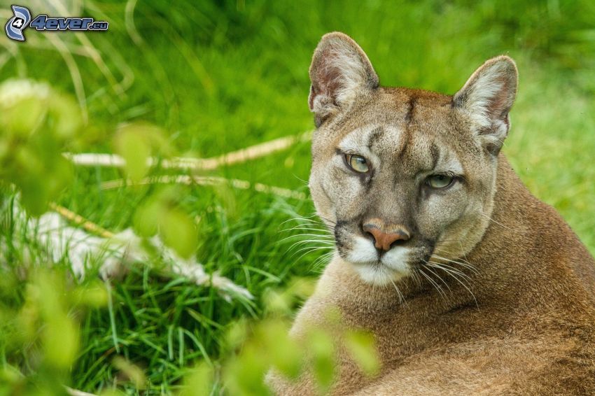 cougar, grass