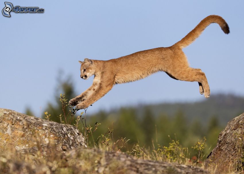 cougar, jump, rock