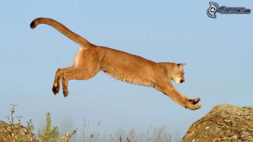 cougar, jump