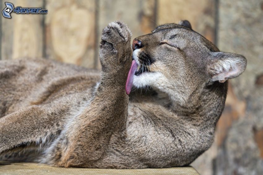 cougar, paw, tongue