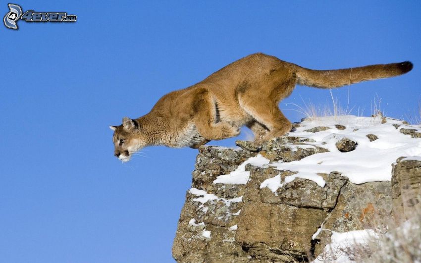 cougar, rock, jump, snow
